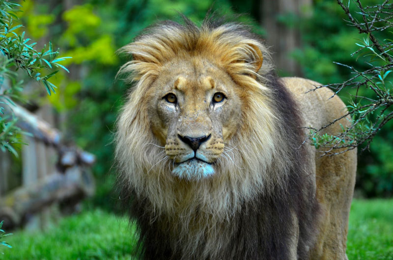 ¿Por qué tienen melena los leones?