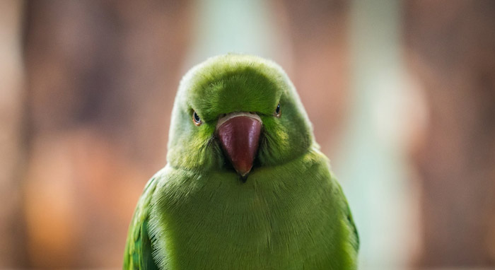 El que es perico donde quiera es verde: