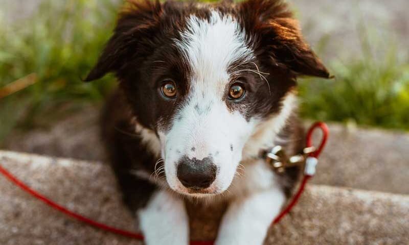 ¿Por qué los perros comen caca?