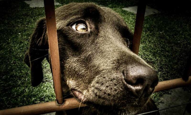 Cuidados básicos de tu animal de compañía