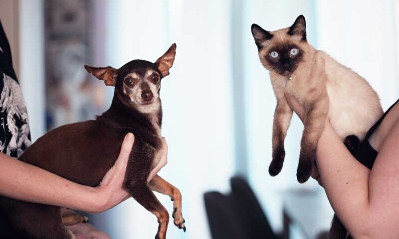 ¿Perros o gatos? Qué animales son más susceptibles al coronavirus