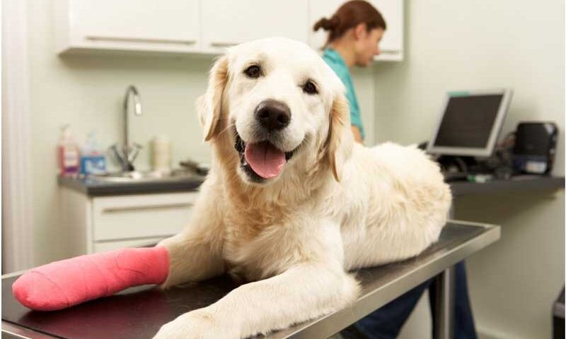 Manías y trastornos compulsivos en perros