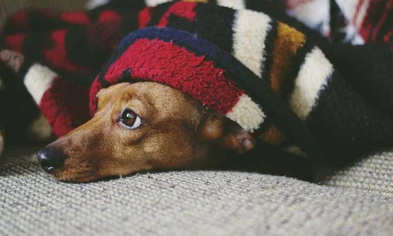 Cómo afecta la cuarentena a los perros: cambios de actitud, temores y hasta tristeza
