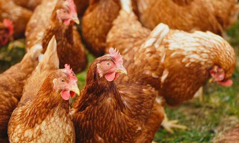 Enfermedades más comunes en los pollos