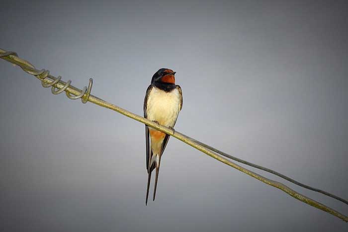Una golondrina no hace verano