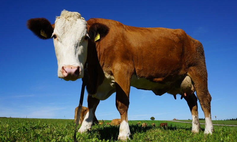 ¿Por qué las vacas comen sal?