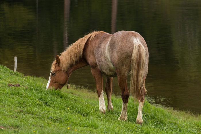 Las 5 enfermedades más graves de tu caballo