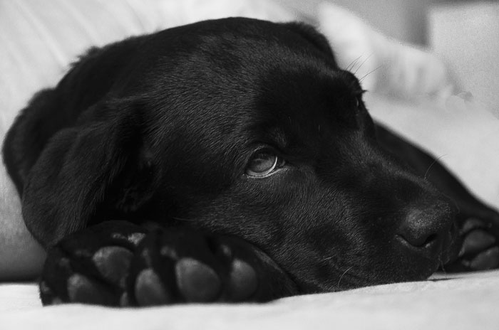 Las 20 Principales Enfermedades De Los Perros Y Cuáles Tienen Cura