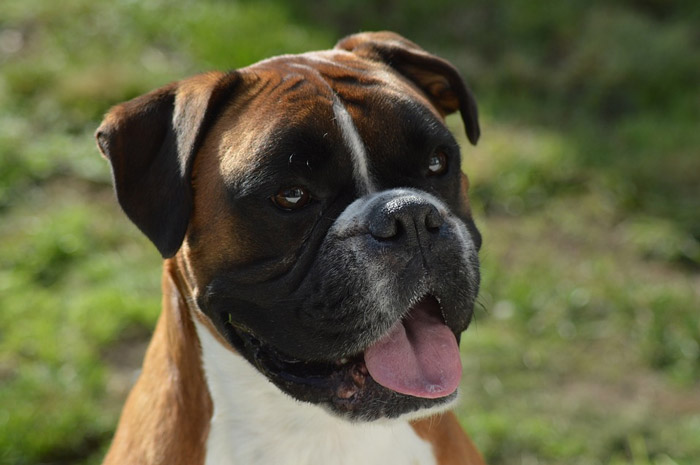 Enfermedades más comunes en perros bóxer