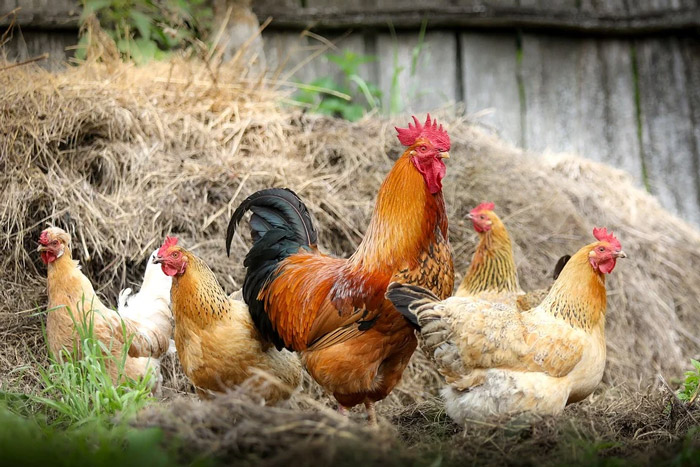 Cómo tener pollos y otras aves de corral domésticas