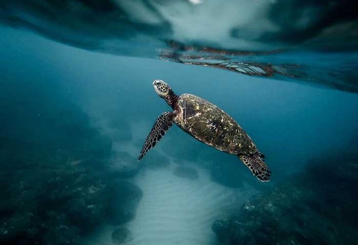 Enfermedades más comunes de las tortugas de agua