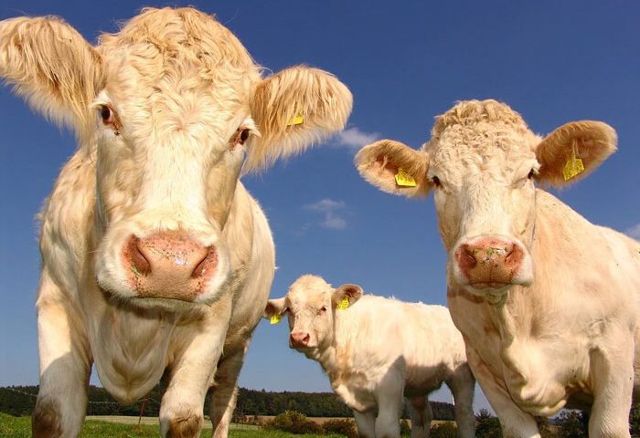 Conozca 10 defectos hereditarios en el ganado bovino