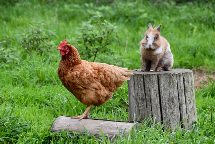 Coccidiosis