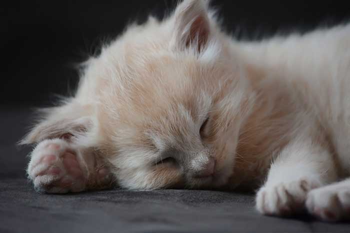 ¿Por qué los gatos duermen tanto?