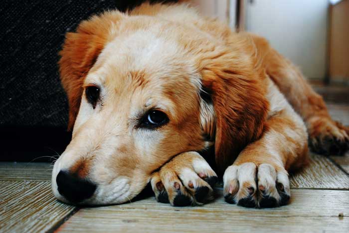 ¿Pueden los animales tener enfermedades mentales?