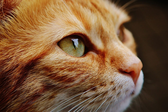 Cómo averiguar si tu gato tiene conjuntivitis