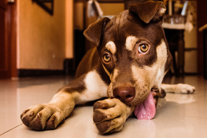Cómo evitar que los perros laman lociones o cremas