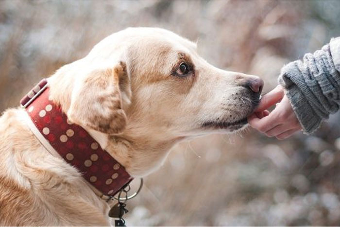 Covid-19: Rusia anunció que tendrá una vacuna para animales a fines de abril