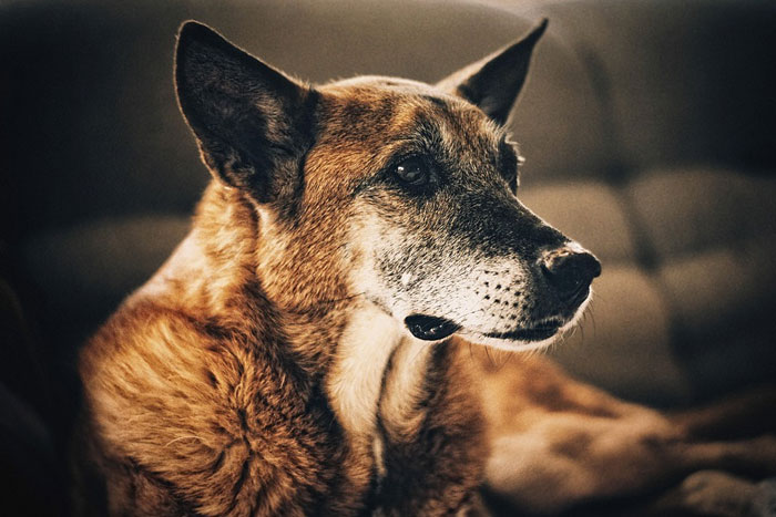 10 consejos para aliviar el dolor articular en perros