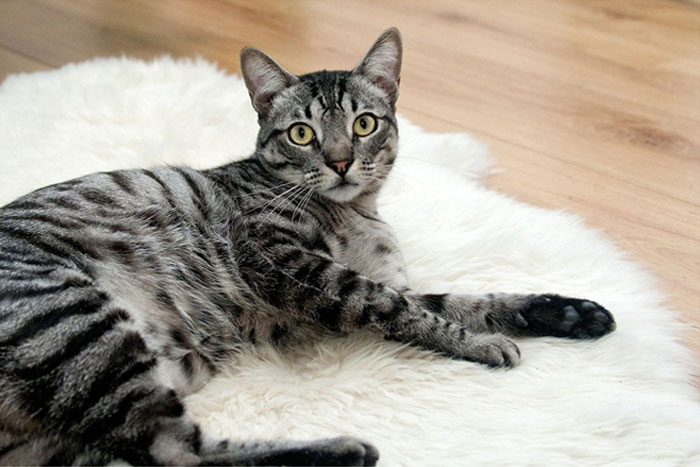 ¿Por qué tienen los gatos una bolsa de grasa en la barriga?