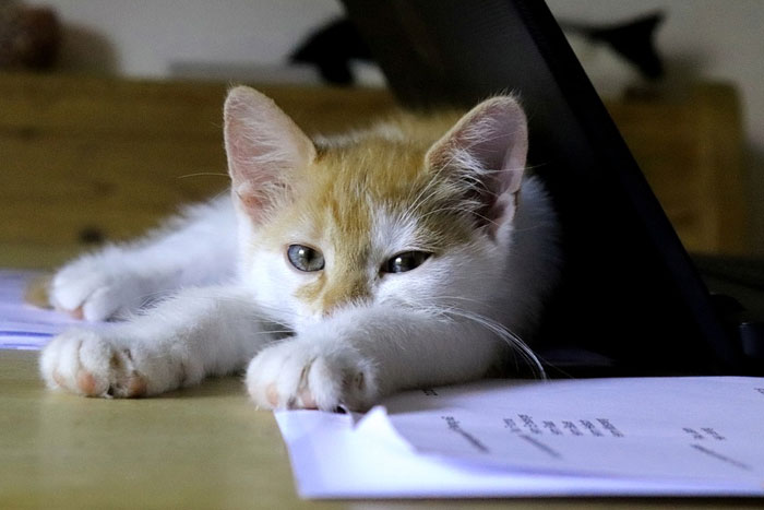 Cómo proteger tu ordenador si convives con gatos