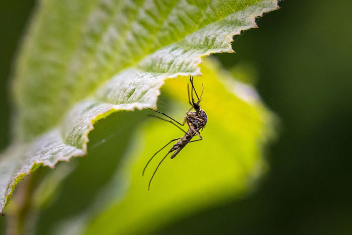 Desarrollan un insecticida para moscas y mosquitos que no daña el medio ambiente