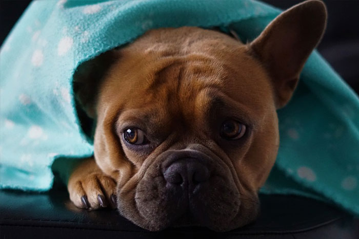 Cómo mantener a las mascotas seguras durante el invierno