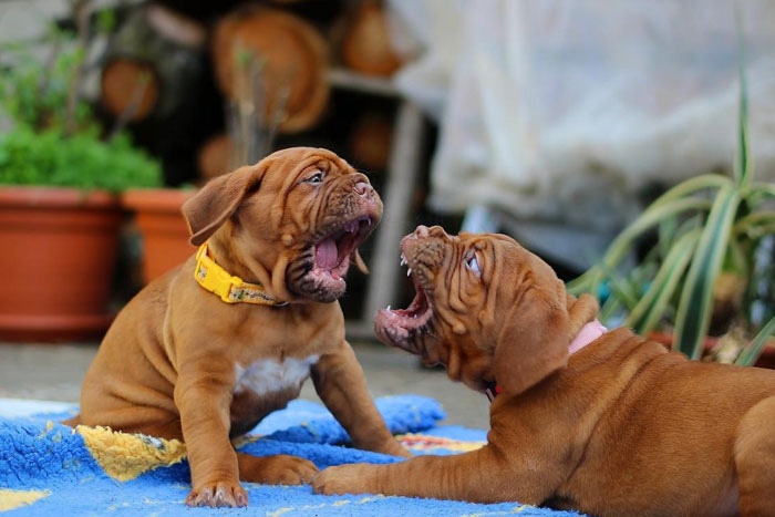 ¿Qué hacer si tu perro o gato se pelea con otro animal?