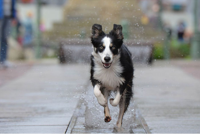 ¿Por qué los perros y gatos corren sin razón aparente?