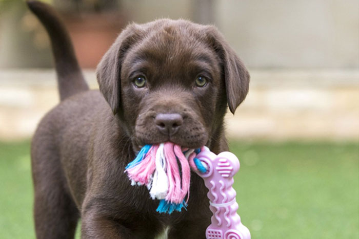 Qué tener en cuenta si compras un perro a un criador