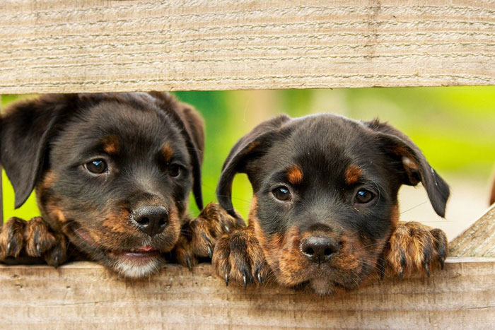 Descubren un gen que causa sordera hereditaria en los cachorros
