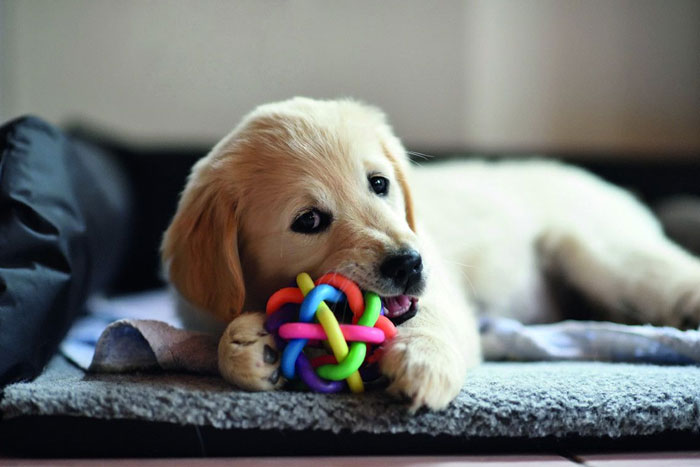 ¿Cómo hacer que tu mascota tenga el mejor desarrollo?