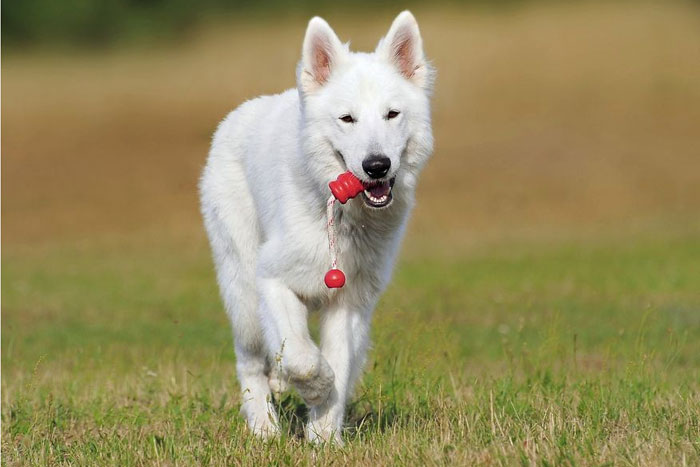 ¿Los perros pueden aprender palabras rápidamente?