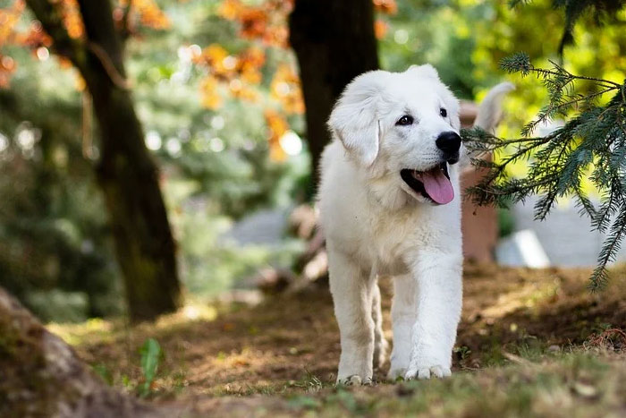 Si pudieras, ¿clonarías a tu mascota?