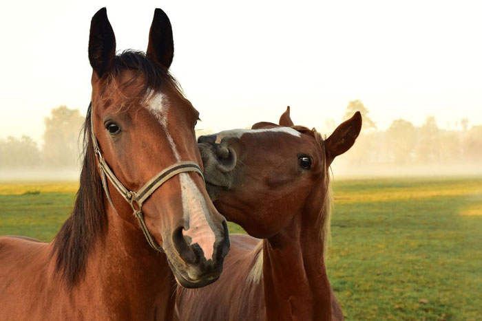 Los caballos acuden a las personas cuando tienen problemas