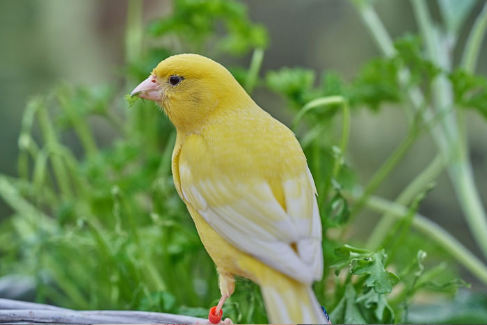 Los canarios inician una respuesta inmune al ver otras aves enfermas