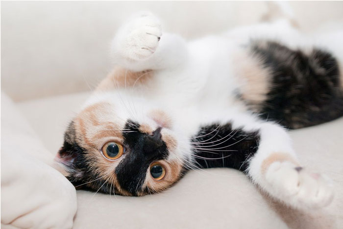 ¿Sabes comunicarte con tu gato?