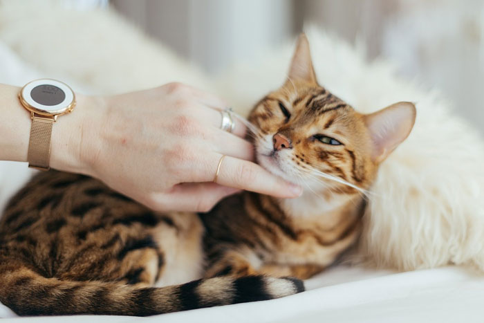 ¿Se han vuelto más cariñosos los gatos tras la pandemia?