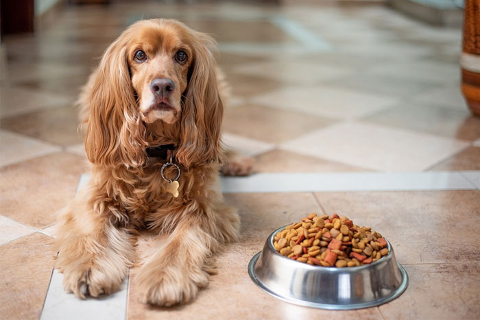 Los perros comparten su comida con otros perros incluso en momentos difíciles