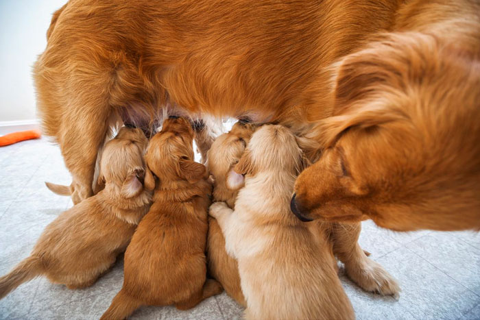 Cómo cuidar de un cachorro recién nacido o débil