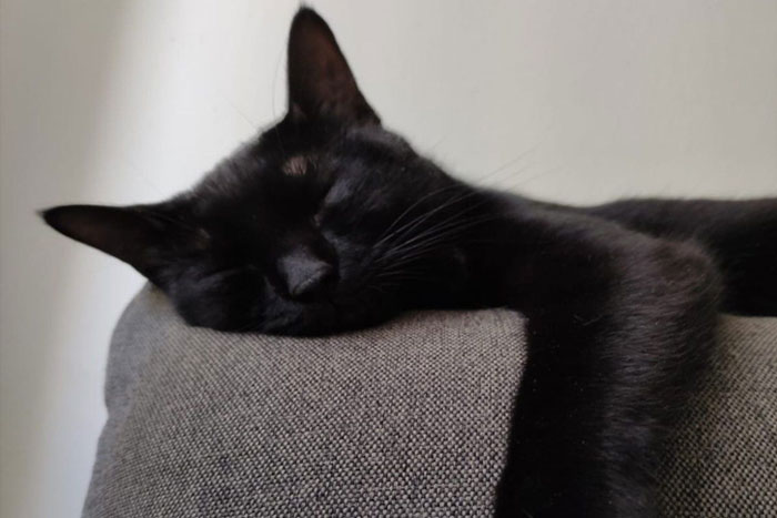 La pandemia está generando un estrés potencialmente mortal a los gatos