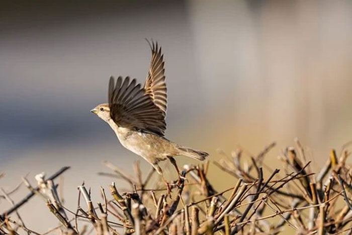 Dando y dando, pajarito volando