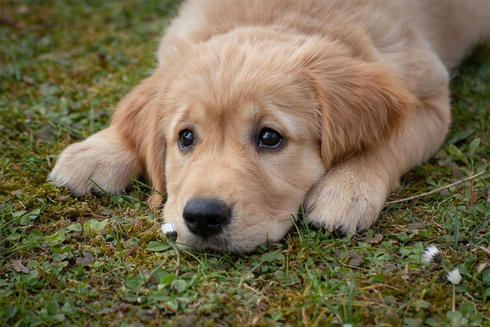 Enfermedad de Lyme en perros