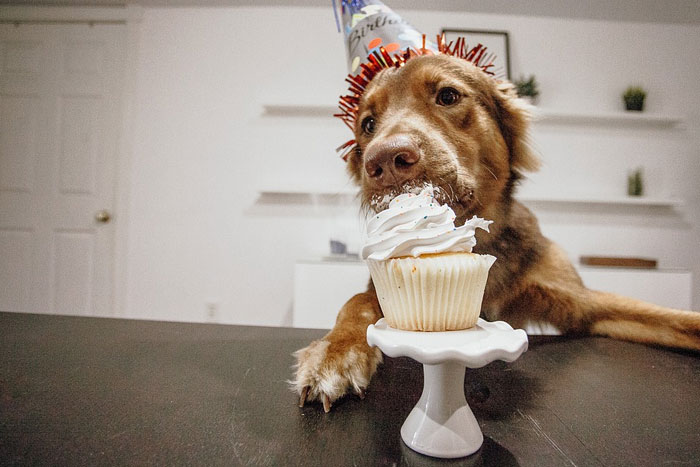 Alimentos para las personas que son malos para su perro