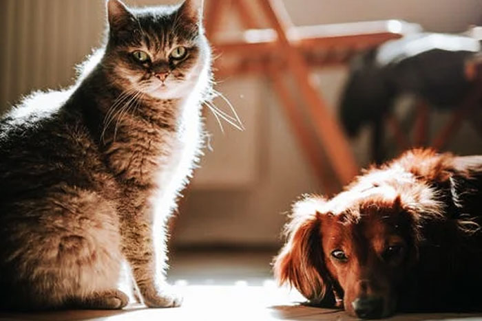 COVID-19 y las mascotas: ¿Los perros y los gatos pueden contagiarse con coronavirus?