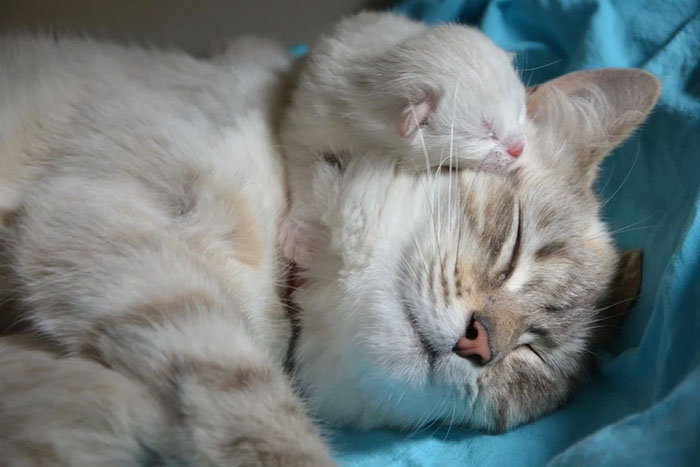 Cuidados básicos del gato lactante