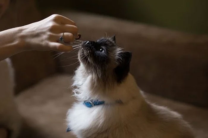 15 alimentos que puede o no comer tu gato