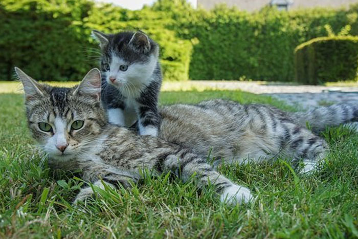El destete tardío reduce los problemas de comportamiento en los gatos