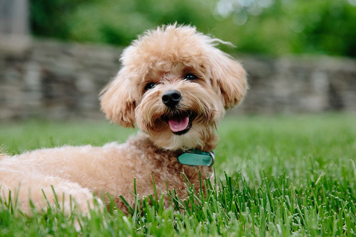 Las razas de perros que son más fáciles de adiestrar