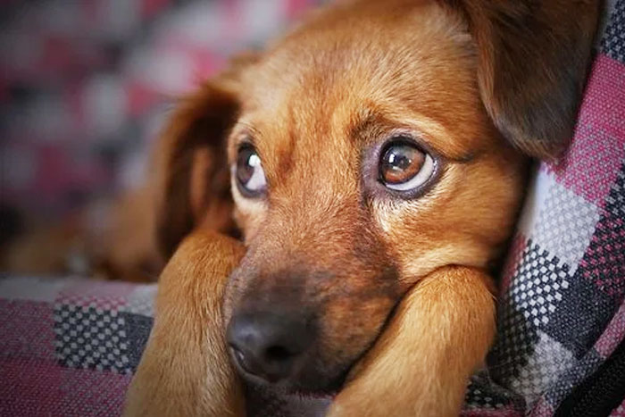 Degeneración valvular mitral en un canino cruzado: relato de caso
